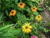 Echinacea purpurea 'Cheyenne Spirit'