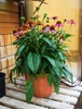 Echinacea purpurea 'Cheyenne Spirit'