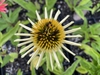 Echinacea purpurea 'Cheyenne Spirit'