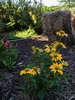Echinacea purpurea 'Cheyenne Spirit'