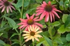Echinacea purpurea 'Cheyenne Spirit'