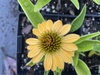 Echinacea purpurea 'Cheyenne Spirit'