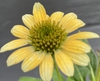 Echinacea purpurea 'Mellow Yellow'