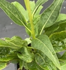 Echinacea purpurea 'Mellow Yellow'