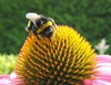Echinacea purpurea 'Mellow Yellow'