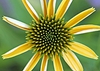 Echinacea purpurea 'Mellow Yellow'