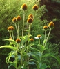 Echinacea purpurea 'Mellow Yellow'