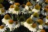 Echinacea purpurea