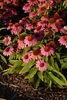 Echinacea purpurea