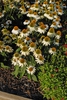 Echinacea purpurea