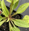 Echinacea purpurea 'Sombrero Salsa Red'