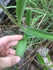 Hand cradling opposite, elongate leaves. Hairy stem.