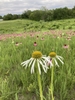 A white daisy flower in a field of purple ones.