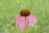 Close-up on a pink daisy flower