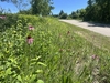 A group of plants with purple daisy flowers by a roadside