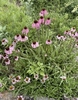 A group of plants with purple daisy flowers.