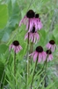 A group of plants with purple daisy flowers.