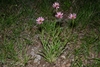 Form in native habitat