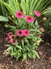 Echinacea purpurea 'PAS702917'