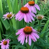 Flowers (Wake County, NC)
