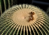 Form