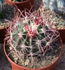 Form