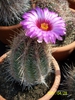 Form