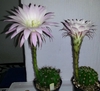 Two potted cacti with erect narrowly trumpet-shaped flowers.
