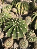 Echinopsis Oxygona