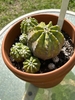 Plant with multiple offsets