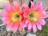 Two large pink flowers with many stamens & yellow center.