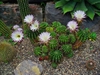 Echinopsis Oxygona
