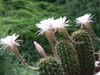 Echinopsis Oxygona