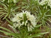 leaves and flowers