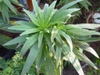 leaves