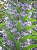 leaves and flowers
