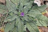 Rosette of leaves