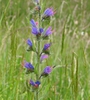 leaves and flowers