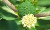 Eclipta prostrata