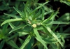 Eclipta prostrata