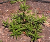 Eclipta prostrata