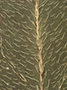 Eclipta prostrata