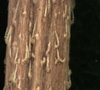 Eclipta prostrata