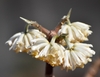flowers in December up close