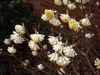 Bare twigs bearing clusters of white and yellow flowers.