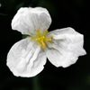 Flower detail