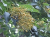 leaves and flowers