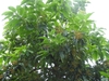 Form