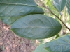 leaves