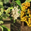 Flowers to fruit